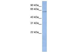 WB Suggested Anti-CYP2C19 Antibody Titration:  0. (CYP2C19 antibody  (Middle Region))