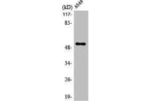 Western Blot analysis of A549 cells using mAChR M4 Polyclonal Antibody (CHRM4 antibody  (Internal Region))