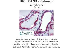Image no. 3 for anti-Calnexin (CANX) (N-Term) antibody (ABIN1732595) (Calnexin antibody  (N-Term))