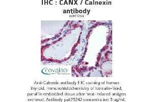Image no. 3 for anti-Calnexin (CANX) (N-Term) antibody (ABIN1732595)