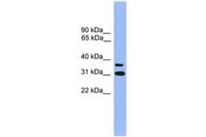 Image no. 1 for anti-Olfactory Receptor, Family 2, Subfamily D, Member 3 (OR2D3) (AA 251-300) antibody (ABIN6746652)