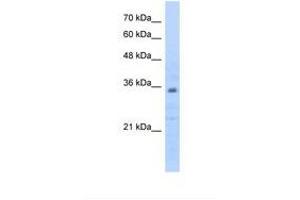Image no. 1 for anti-Prohibitin 2 (PHB2) (C-Term) antibody (ABIN6738446) (Prohibitin 2 antibody  (C-Term))