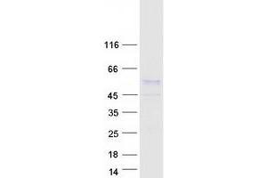 Validation with Western Blot (EGR3 Protein (Myc-DYKDDDDK Tag))