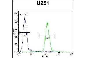 ZN Antibody (N-term) (ABIN654806 and ABIN2844480) flow cytometric analysis of  cells (right histogram) compared to a negative control cell (left histogram). (ZNF536 antibody  (N-Term))