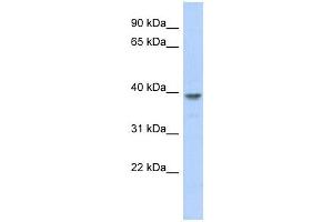 MED8 antibody used at 1 ug/ml to detect target protein. (MED8 antibody  (N-Term))