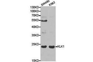 Western Blotting (WB) image for anti-Kallikrein 1 (KLK1) antibody (ABIN1873437) (Kallikrein 1 antibody)
