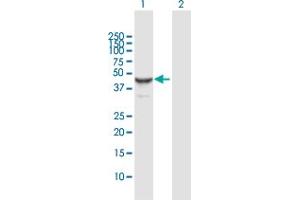 Western Blot analysis of ORC4L expression in transfected 293T cell line by ORC4L MaxPab polyclonal antibody. (ORC4 antibody  (AA 1-436))