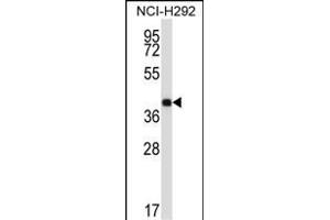 SYT2 Antibody (Center) (ABIN657693 and ABIN2846684) western blot analysis in NCI- cell line lysates (35 μg/lane).