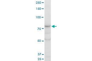 COG2 polyclonal antibody (A01), Lot # 070226JCSa. (COG2 antibody  (AA 639-738))