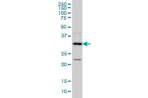 CRSP8 monoclonal antibody (M01), clone 8B8 Western Blot analysis of CRSP8 expression in Hela S3 NE . (MED27 antibody  (AA 1-70))