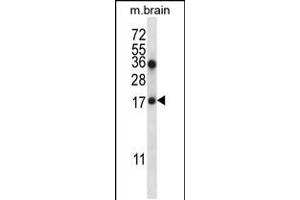 Western blot analysis in mouse brain tissue lysates (35ug/lane). (COPZ1 antibody  (N-Term))