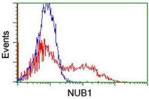 Image no. 4 for anti-Negative Regulator of Ubiquitin-Like Proteins 1 (NUB1) (AA 1-326) antibody (ABIN1490744) (NUB1 antibody  (AA 1-326))