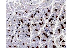 Immunohistochemistry analysis of paraffin-embedded Mouse muscle using MYL2 Polyclonal Antibody at dilution of 1:300. (MYL2 antibody)