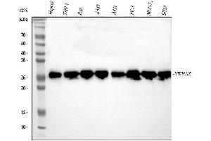 Western blot analysis of 14-3-3 zeta/delta using anti-14-3-3 zeta/delta antibody (ABIN5693157). (14-3-3 zeta antibody)