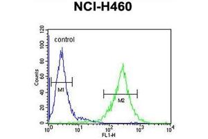 C2orf51 Antibody (Center) flow cytometric analysis of NCI-H460 cells (right histogram) compared to a negative control cell (left histogram). (TEX37 antibody  (Middle Region))