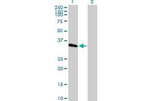 Western Blot analysis of METTL2B expression in transfected 293T cell line by METTL2B MaxPab polyclonal antibody. (METTL2B antibody  (AA 1-313))