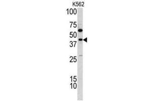 Western blot analysis of TDG antibody (C-term) in K562 cell line lysates (35ug/lane).