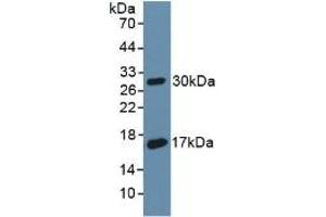 Detection of Recombinant CD55, Rat using Polyclonal Antibody to Cluster Of Differentiation 55 (CD55) (CD55 antibody  (AA 254-372))