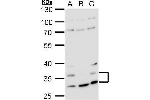 WB Image Histamine H4 Receptor antibody detects Histamine H4 Receptor protein by western blot analysis. (HRH4 antibody  (N-Term))