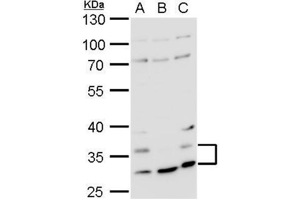 HRH4 antibody  (N-Term)