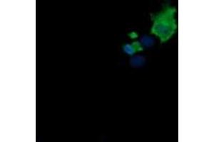 Image no. 1 for anti-Mdm4-binding Protein (MDM4) antibody (ABIN1499358) (MDM4-binding Protein antibody)