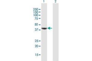 Western Blot analysis of MVD expression in transfected 293T cell line by MVD MaxPab polyclonal antibody. (MVD antibody  (AA 1-400))