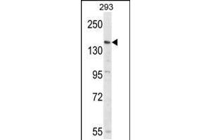 Western blot analysis of PCDH17 Antibody in 293 cell line lysates (35ug/lane) (PCDH17 antibody  (C-Term))
