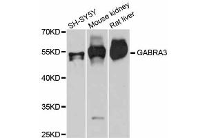 Western blot analysis of extracts of various cell lines, using GABRA3 antibody (ABIN5997770) at 1:3000 dilution. (GABRA3 antibody)