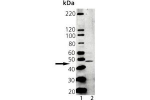 Western blot analysis of Tapasin, PAb: Lane 1: MW marker, Lane 2: A431 Lysate (TAPBP antibody  (AA 2-20))