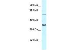Image no. 1 for anti-Basic Helix-Loop-Helix Family, Member E41 (BHLHE41) (N-Term) antibody (ABIN6747727) (BHLHE41 antibody  (N-Term))