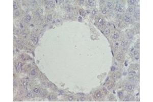 Mouse liver was stained by Pre-immuno Serum (negative control) (NR1H4 antibody  (AA 446-476))