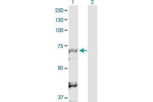 Western Blot analysis of DBF4 expression in transfected 293T cell line by DBF4 MaxPab polyclonal antibody. (DBF4 antibody  (AA 1-674))