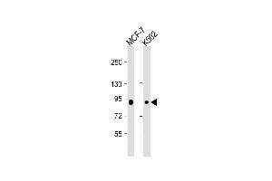 Lane 1: MCF-7 cell lysate, Lane 2: K562 cell lysate at 20 µg per lane probed with with bsm-51025M BRAF (125CT13. (BRAF antibody)