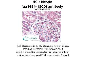 Image no. 2 for anti-Nestin (NES) (AA 1484-1500) antibody (ABIN1737269) (Nestin antibody  (AA 1484-1500))