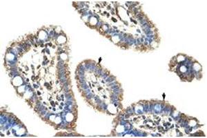 Immunohistochemical staining (Formalin-fixed paraffin-embedded sections) of human intestine with DMTF1 polyclonal antibody  at 4-8 ug/mL working concentration. (DMP1 antibody  (C-Term))