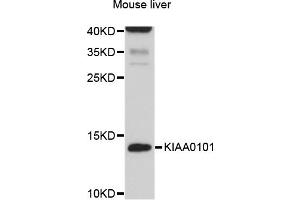 Western blot analysis of extracts of mouse liver, using KIAA0101 antibody (ABIN5998066) at 1/1000 dilution.