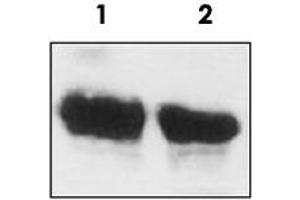 Western blot analysis of ACAT2 monoclonal antibody, clone AT2. (ACAT2 antibody  (N-Term))