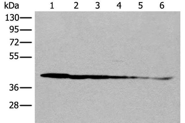 PITPNB antibody