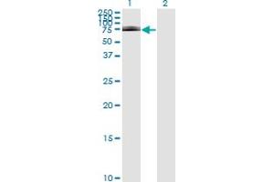 Western Blot analysis of IRAK1 expression in transfected 293T cell line by IRAK1 monoclonal antibody (M01), clone 3F7.