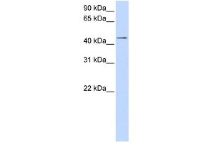 WB Suggested Anti-SULT2B1 Antibody Titration:  0.