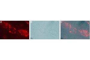 Expression of GFRA1 in live intact rat C6 glioma cells - Cell surface detection of GFRA1 in live intact rat C6 glioma cells with Anti-GFR alpha 1 (extracellular) Antibody (ABIN7043211, ABIN7044777 and ABIN7044778), (1:50), followed by goat-anti-rabbit-DyLight-594 secondary antibody (red) (A). (GFRA1 antibody  (Extracellular Domain))