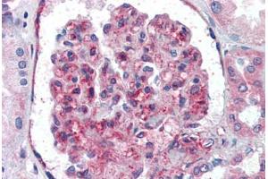 Anti-UBC / Ubiquitin C antibody IHC of human kidney. (UBC antibody  (AA 1-32))