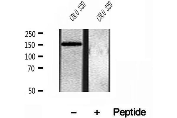 CEMIP antibody  (C-Term)