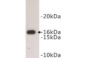 Western Blotting (WB) image for anti-CD247 Molecule (CD247) (C-Term) antibody (ABIN1854858) (CD247 antibody  (C-Term))