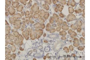 Immunoperoxidase of monoclonal antibody to SRGAP1 on formalin-fixed paraffin-embedded human salivary gland. (SRGAP1 antibody  (AA 952-1050))