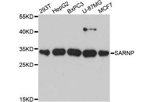 Western blot analysis of extracts of various cell lines, using SARNP antibody (ABIN6291911) at 1:3000 dilution. (SARNP antibody)