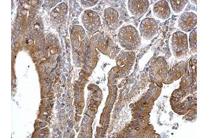 IHC-P Image TPK1 antibody detects TPK1 protein at cytosol on mouse intestine by immunohistochemical analysis. (TPK1 antibody)