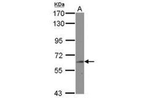 Image no. 1 for anti-Bridging Integrator 2 (BIN2) (AA 1-239) antibody (ABIN1496921)