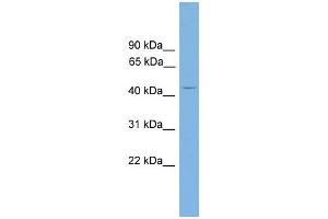 WB Suggested Anti-Alx4 Antibody Titration:  0. (ALX4 antibody  (Middle Region))