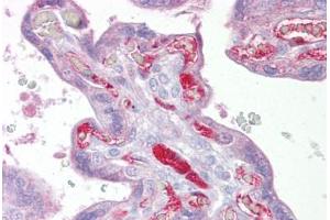 Anti-SLC26A4 antibody IHC staining of human placenta.